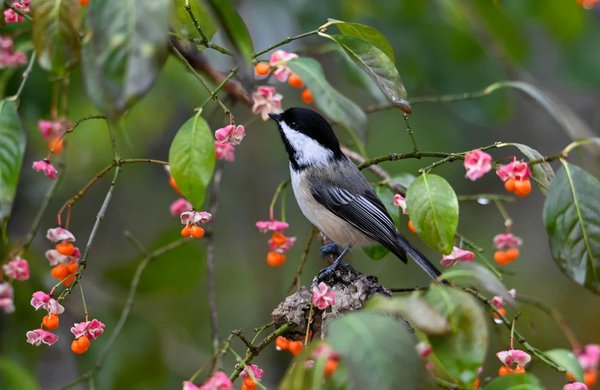 Comment les entreprises peuvent-elles contribuer à la réduction des émissions de carbone en milieu urbain ?